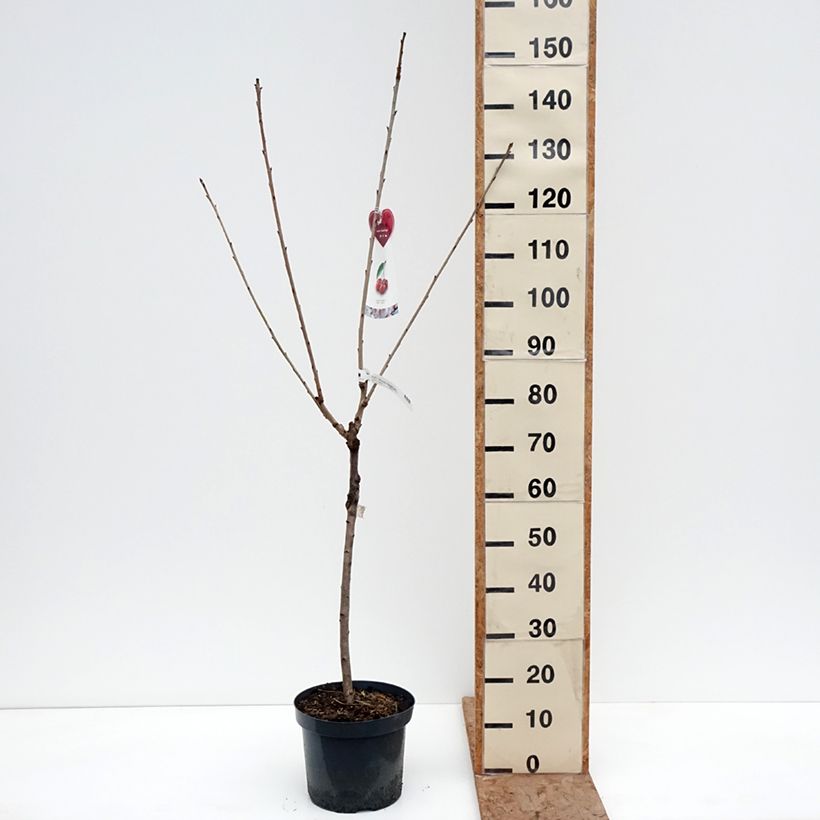 Prunus avium Bigarreau - Hedelfingen and Napoleon grafted on the same rootstock. 7.5L/10L pot sample as delivered in winter