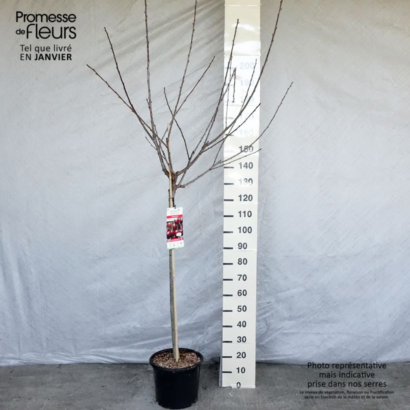 Prunus cerasus Early Rivers - Tart Cherry Tree 7.5L/10L pot, Half standard sample as delivered in winter