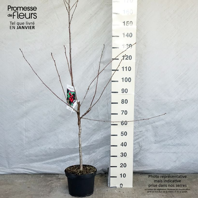 Prunus cerasus Early Rivers - Tart Cherry Tree 7.5L/10L pot, Goblet sample as delivered in winter