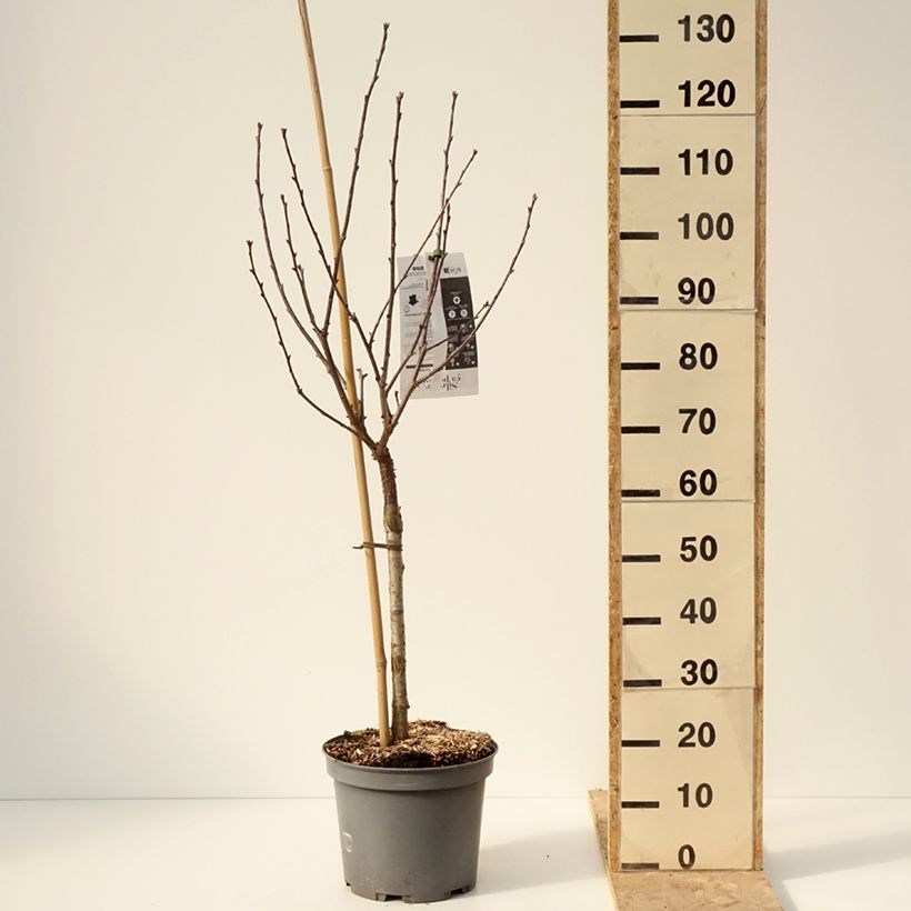 Prunus cerasus Griottier Griotte de Montmorency -Tart Cherry Tree 7.5L/10L pot, Goblet sample as delivered in winter