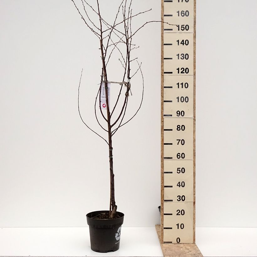Prunus cerasus Kelleriis16 - Morello Cherry 4L/5L pot, Quarter standard sample as delivered in winter