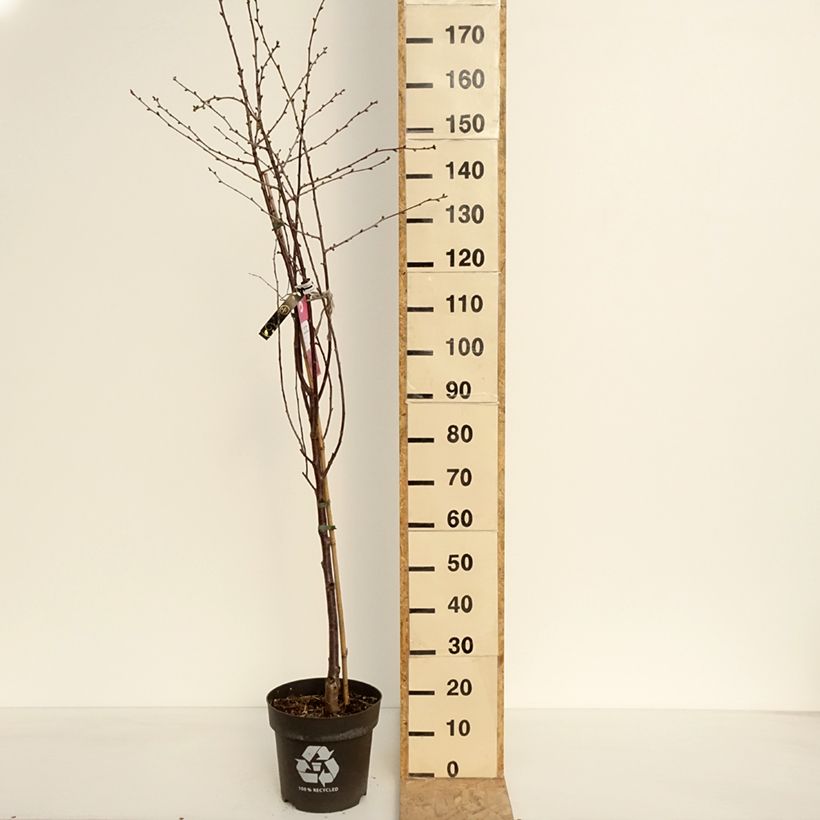 Prunus cerasus Kelleriis16 - Morello Cherry 4L/5L pot, Quarter standard sample as delivered in spring
