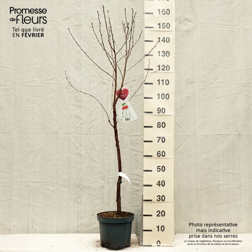 Prunus cerasus  Kelleriis15 - Tart Cherry 7.5L/10L pot, Goblet sample as delivered in winter