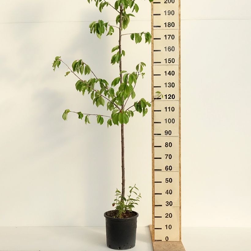 Prunus avium Kordia- Cherry Tree 20L/25L pot, Half standard sample as delivered in spring