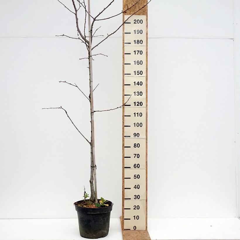 Prunus avium Kunzego (Kunzes Kirche) - Cherry Tree 20L/25L pot, Half standard sample as delivered in autumn