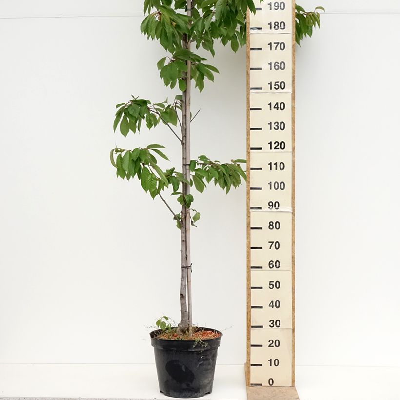 Prunus avium Kunzego (Kunzes Kirche) - Cherry Tree 20L/25L pot, Half standard sample as delivered in spring