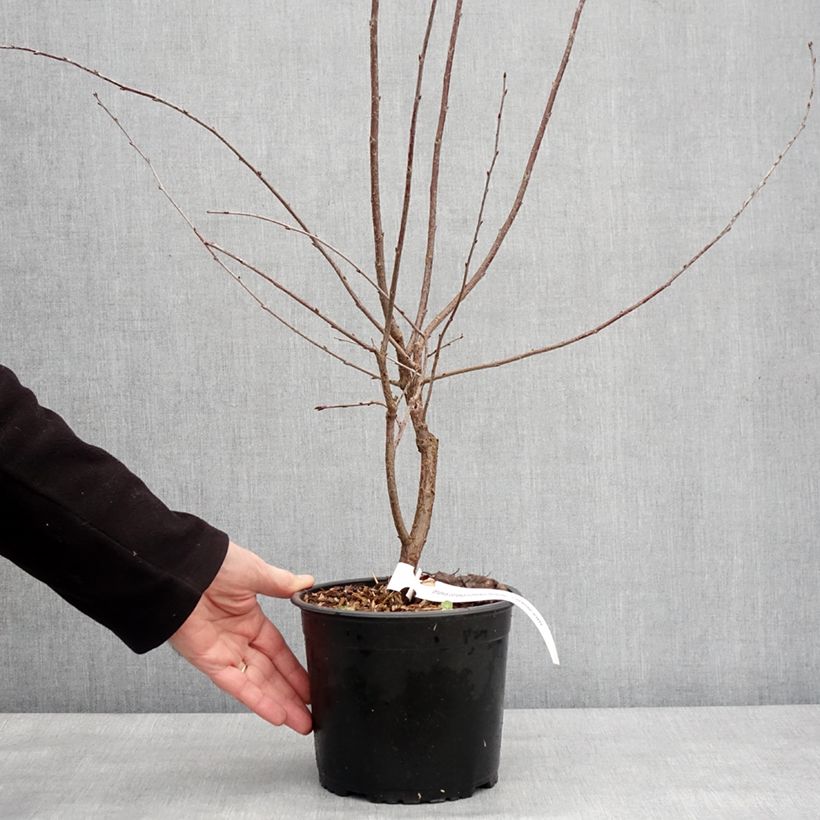 Prunus Carmine Jewel - Dwarf Cherry 2L/3L pot sample as delivered in winter