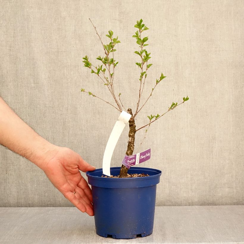 Prunus Cherry Baby - Dwarf Cherry 2L/3L pot, Clump sample as delivered in spring