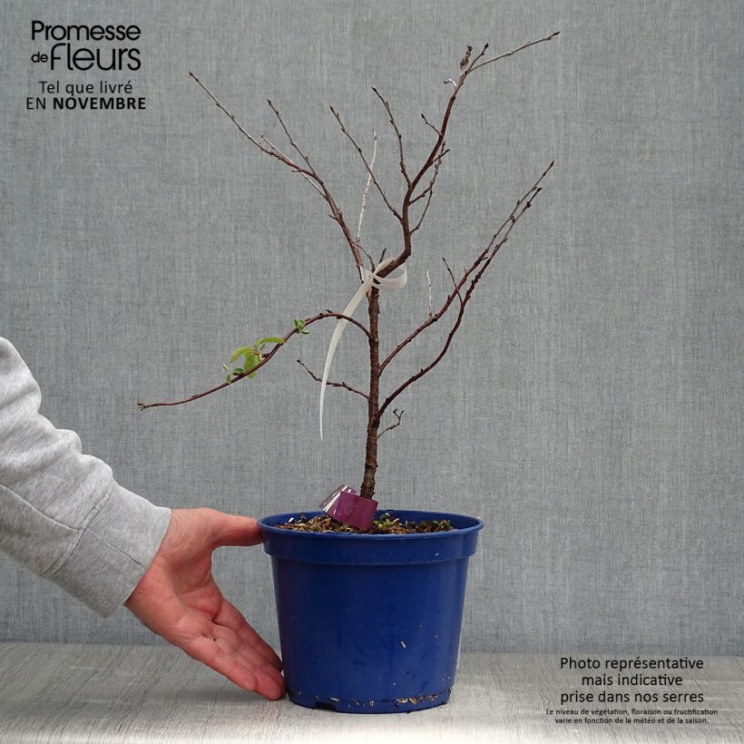 Prunus Cherry Baby - Dwarf Cherry 2L/3L pot, Clump sample as delivered in autumn