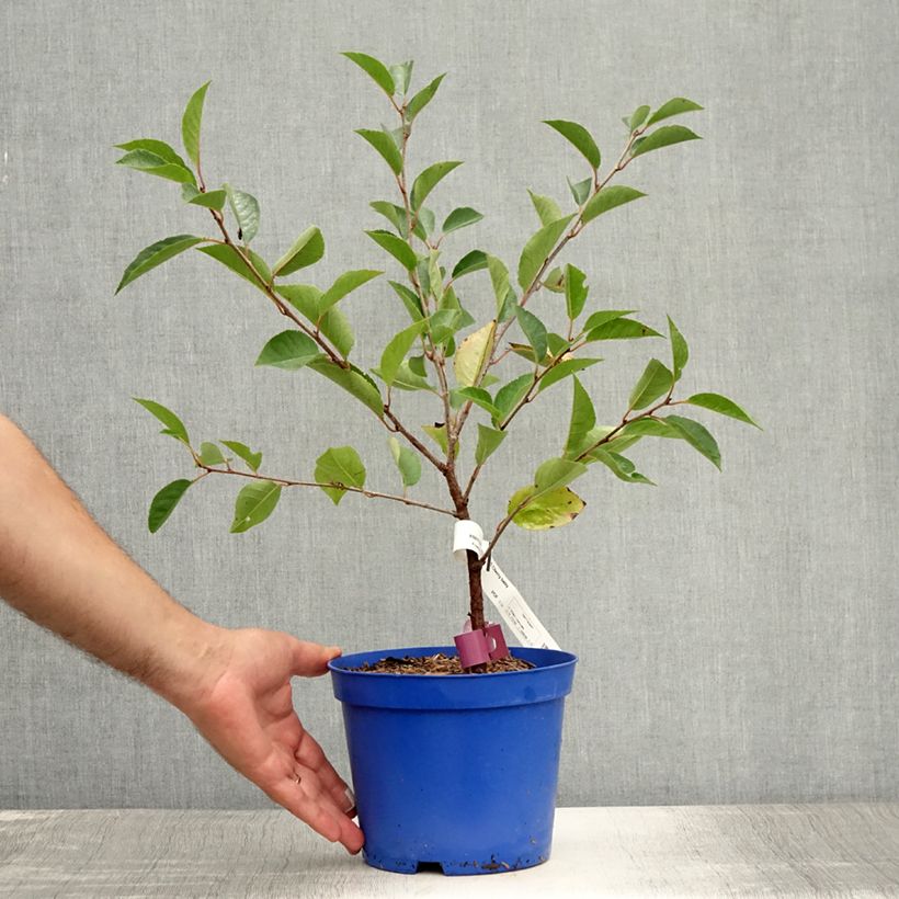 Prunus Cherry Baby - Dwarf Cherry 2L/3L pot, Clump sample as delivered in summer