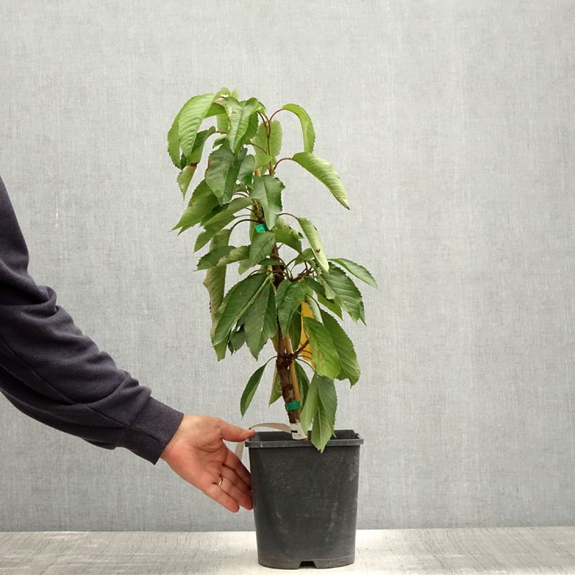 Prunus cerasus Fruit Me Cherry Me - Tart Cherry Tree 4L/5L pot, Dwarf sample as delivered in summer
