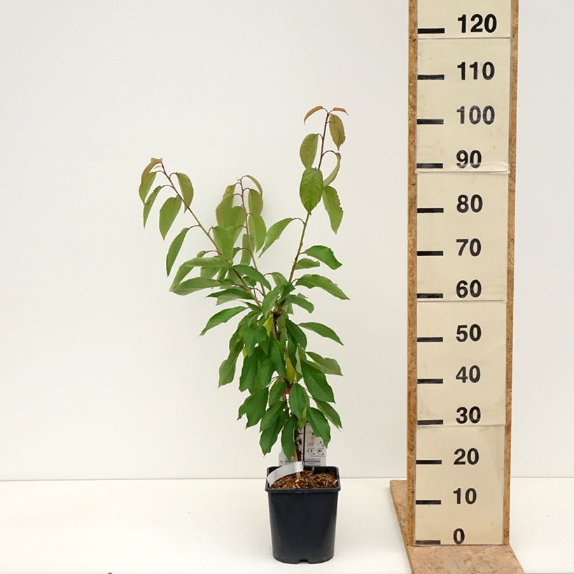 Prunus cerasus Fruit Me Cherry Me Lapins - Tart Cherry Tree 4L/5L pot, Dwarf sample as delivered in spring