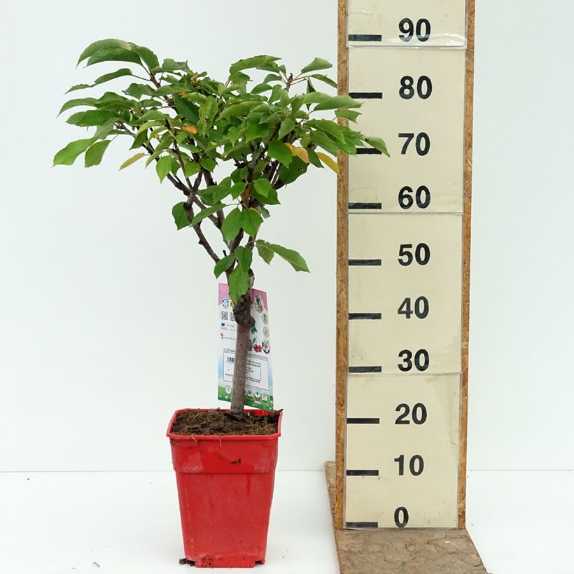 Prunus avium Garden Bing - Cherry Tree 6L/7L pot, Quarter standard sample as delivered in summer