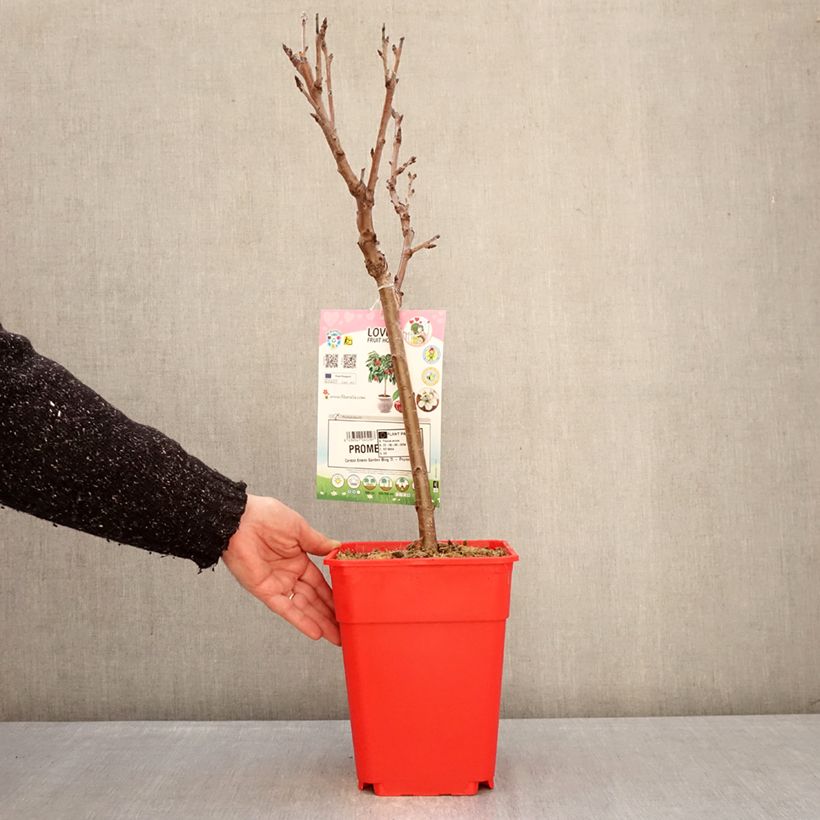 Prunus avium Garden Bing - Cherry Tree 6L/7L pot, Quarter standard sample as delivered in winter