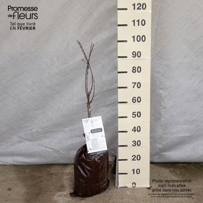 Cerisier nain Griotella - Georges Delbard Motte Prêt-à-planter 1/4 de tige sample as delivered in winter
