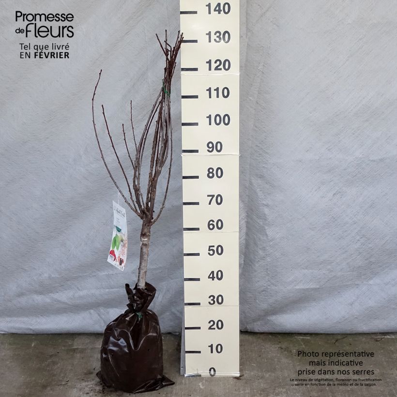 Prunus cerasus Maynard - Tart Cherry Ready-to-plant root ball, Quarter standard sample as delivered in winter