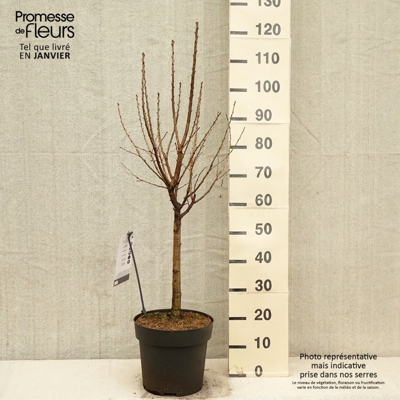 Prunus avium Piemont - Wild Cherry 7.5L/10L pot sample as delivered in winter