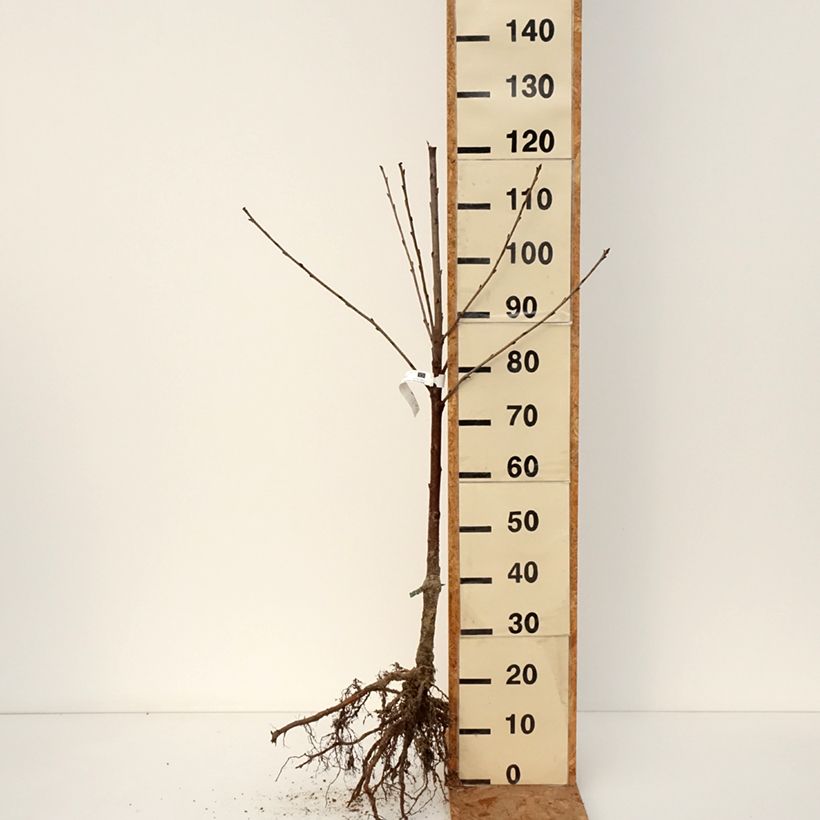 Prunus cerasus Stella - Tart Cherry Bare root, Scion sample as delivered in winter