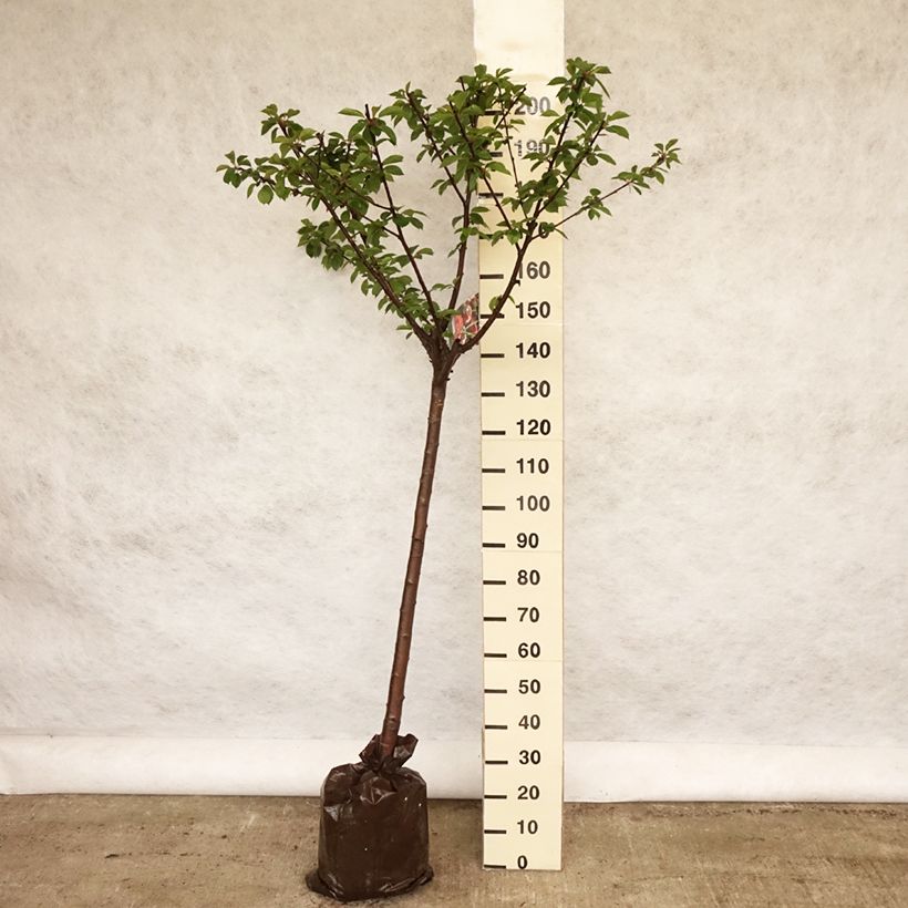 Prunus cerasus Cerise Allégria Delbard - Tart Cherry Tree Ready-to-plant root ball, Half standard sample as delivered in spring