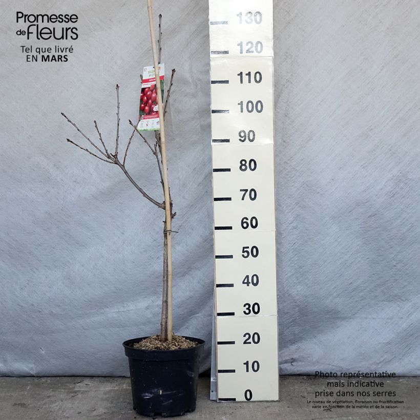 Prunus cerasus Rainier - Tart Cherry 7.5L/10L pot, Goblet sample as delivered in spring