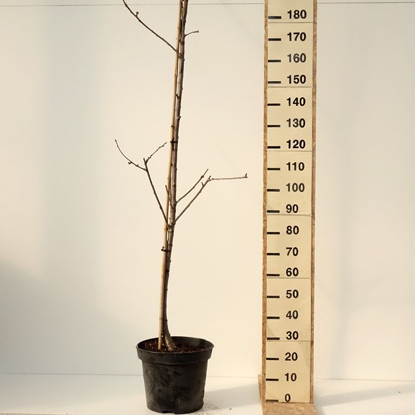 Prunus avium Staccato- Cherry Tree 20L/25L pot, Half standard sample as delivered in winter