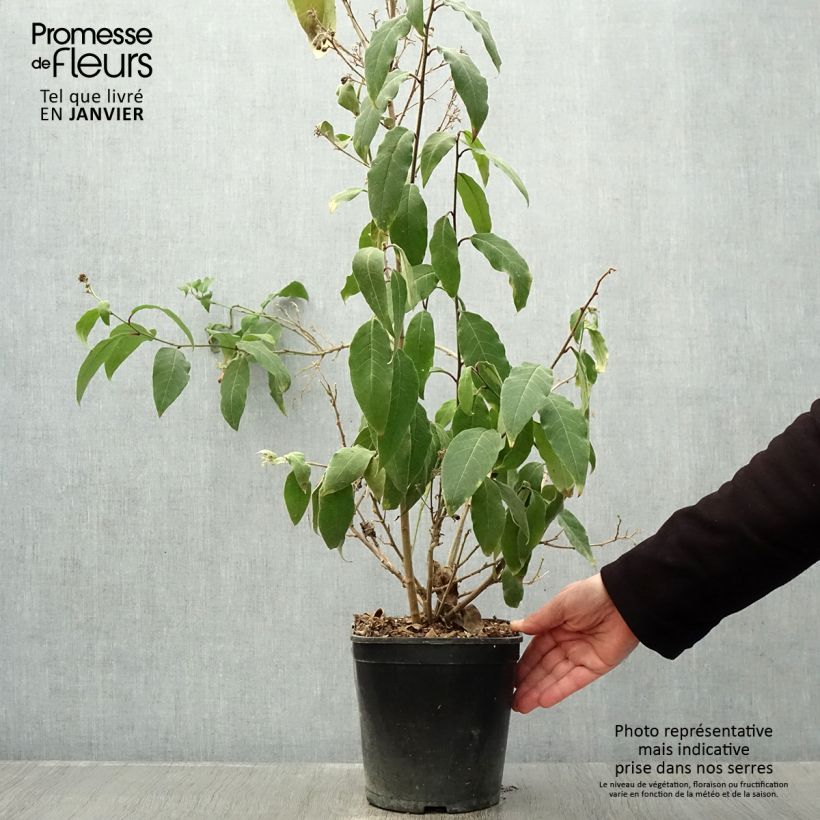 Cestrum elegans Rubrum 4L/5L pot sample as delivered in winter