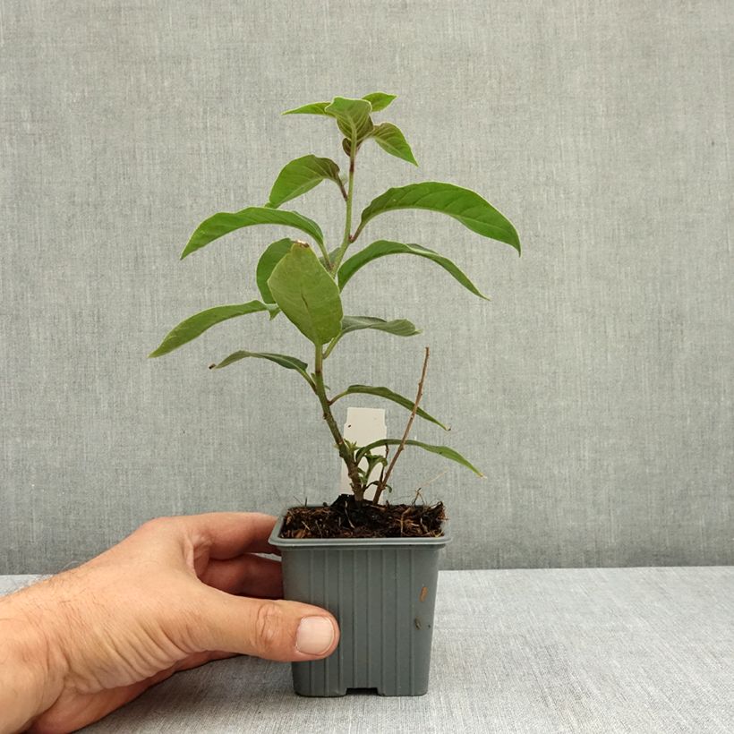 Cestrum fasciculatum Newellii - Mexican red cestrum 8/9 cm pot sample as delivered in summer