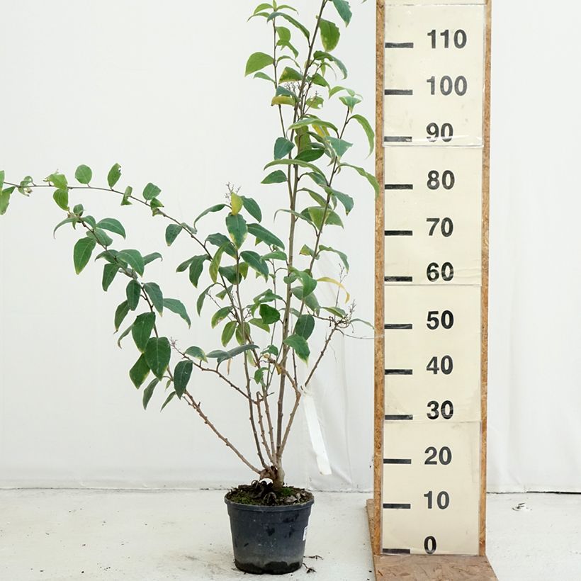 Cestrum fasciculatum Newellii - Mexican red cestrum 3L/4L pot sample as delivered in autumn