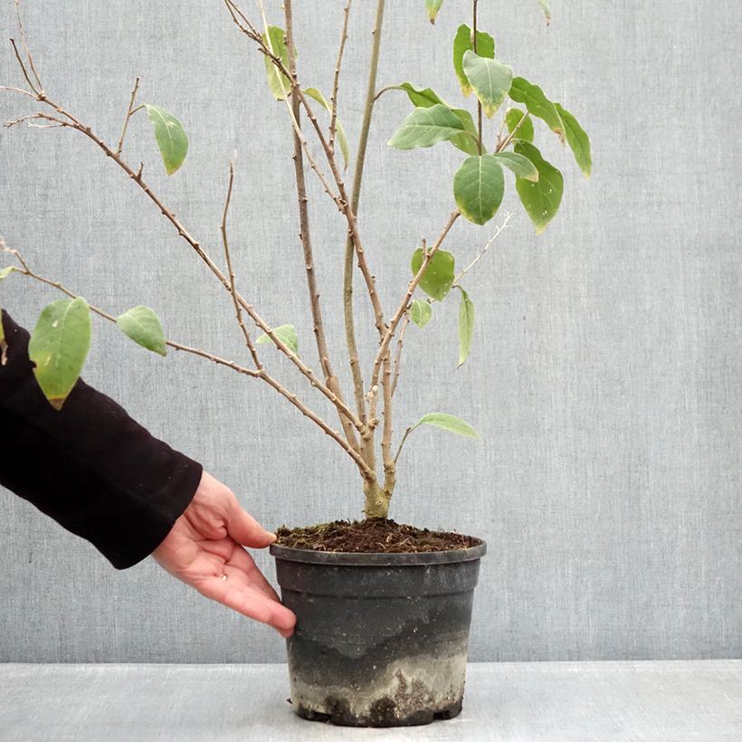 Cestrum fasciculatum Newellii - Mexican red cestrum 3L/4L pot sample as delivered in winter