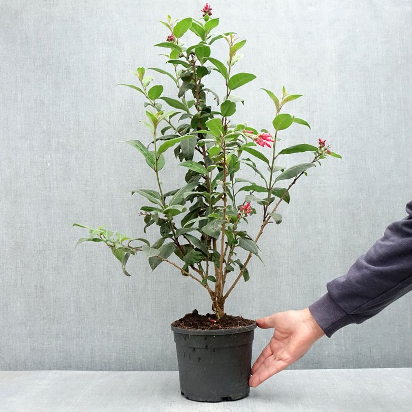 Cestrum fasciculatum Newellii - Mexican red cestrum 3L/4L pot sample as delivered in spring