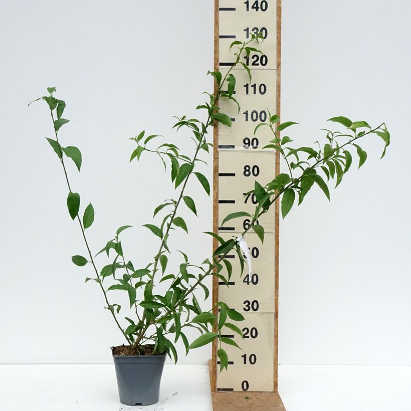Cestrum nocturnum 3L/4L pot sample as delivered in autumn