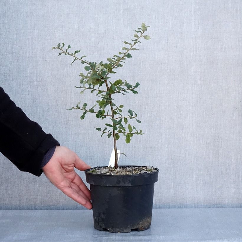 Quercus suber - Cork Oak 3L/4L pot sample as delivered in winter