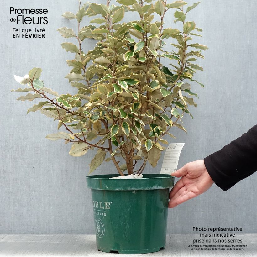 Elaeagnus ebbingei Viveleg - Oleaster 7.5L/10L pot sample as delivered in winter