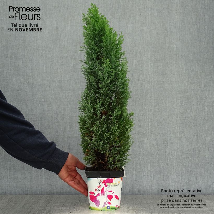 Chamaecyparis lawsoniana Elwoodii - Lawson Cypress 2L/3L pot sample as delivered in autumn