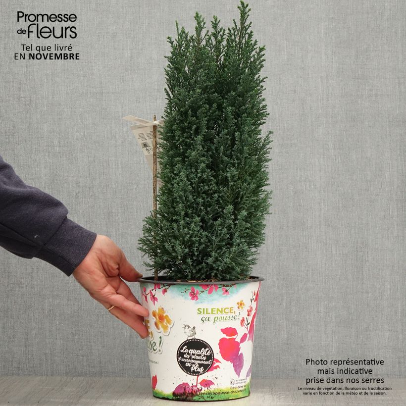 Chamaecyparis lawsoniana Elwoodii - Lawson Cypress 4L/5L pot sample as delivered in autumn