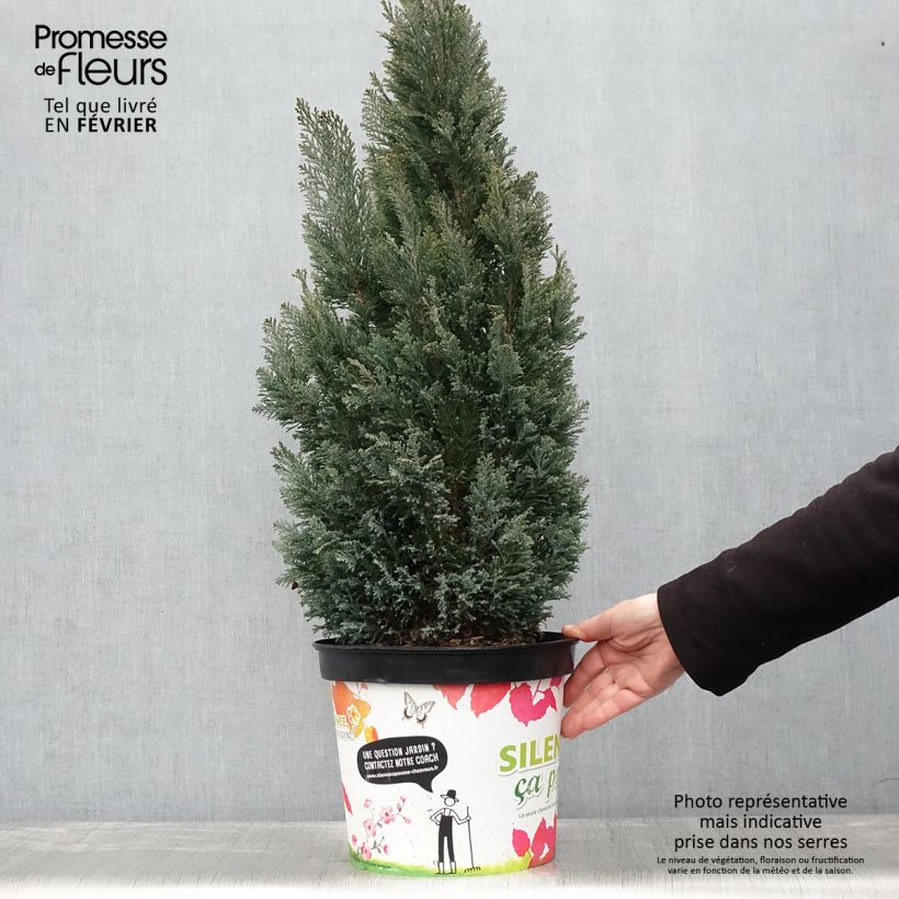 Chamaecyparis lawsoniana Elwoodii - Lawson Cypress 7.5L/10L pot sample as delivered in winter