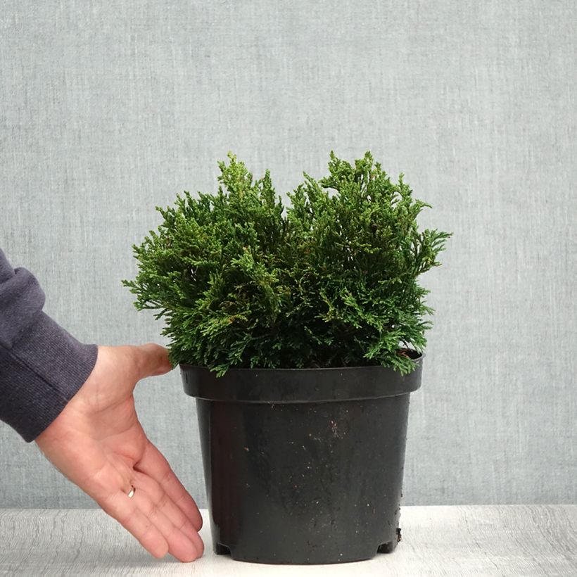 Chamaecyparis lawsoniana Green Globe - Lawson Cypress 2L/3L pot sample as delivered in summer