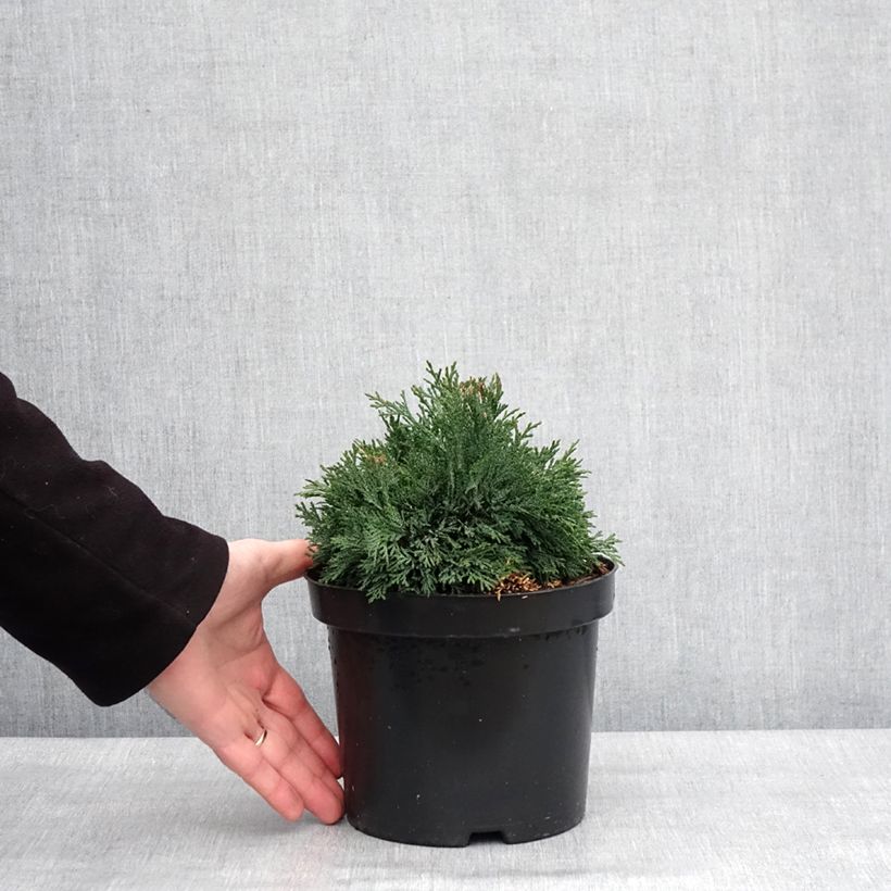 Chamaecyparis lawsoniana Green Globe - Lawson Cypress 2L/3L pot sample as delivered in winter