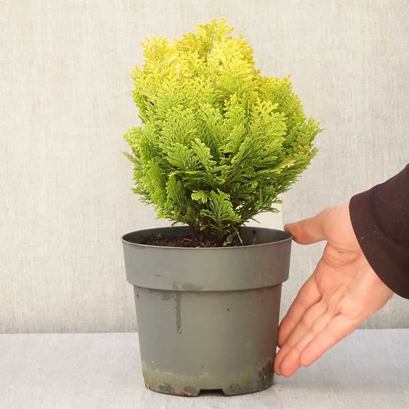Chamaecyparis lawsoniana Minima Aurea - Lawson Cypress 2L/3L pot sample as delivered in spring