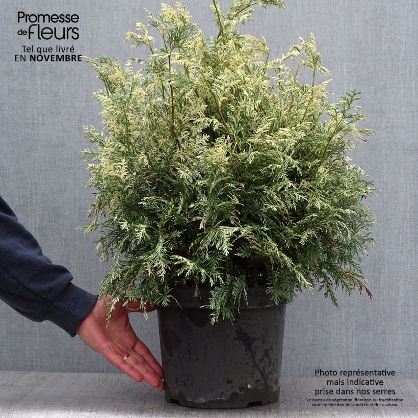 Chamaecyparis lawsoniana Pearly Swirls - Lawson Cypress 7.5L/10L pot sample as delivered in autumn