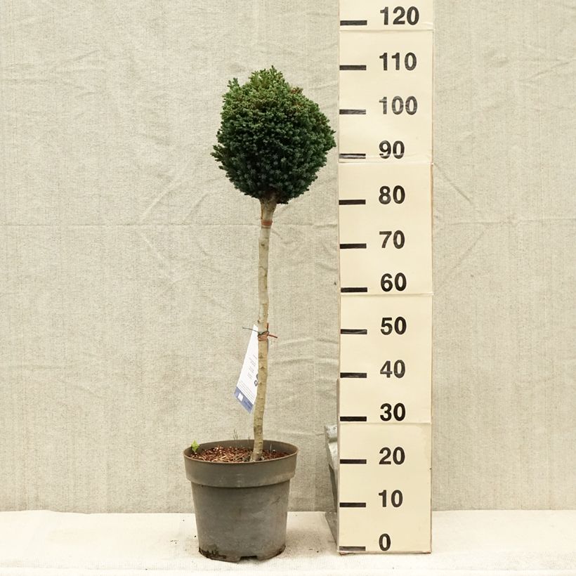 Chamaecyparis lawsoniana Rimpelaar - Lawson Cypress 7.5L/10L pot, Standard sample as delivered in summer