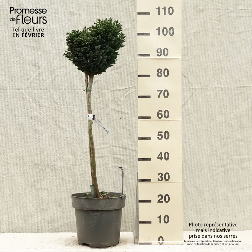 Chamaecyparis lawsoniana Rimpelaar - Lawson Cypress 7.5L/10L pot sample as delivered in winter