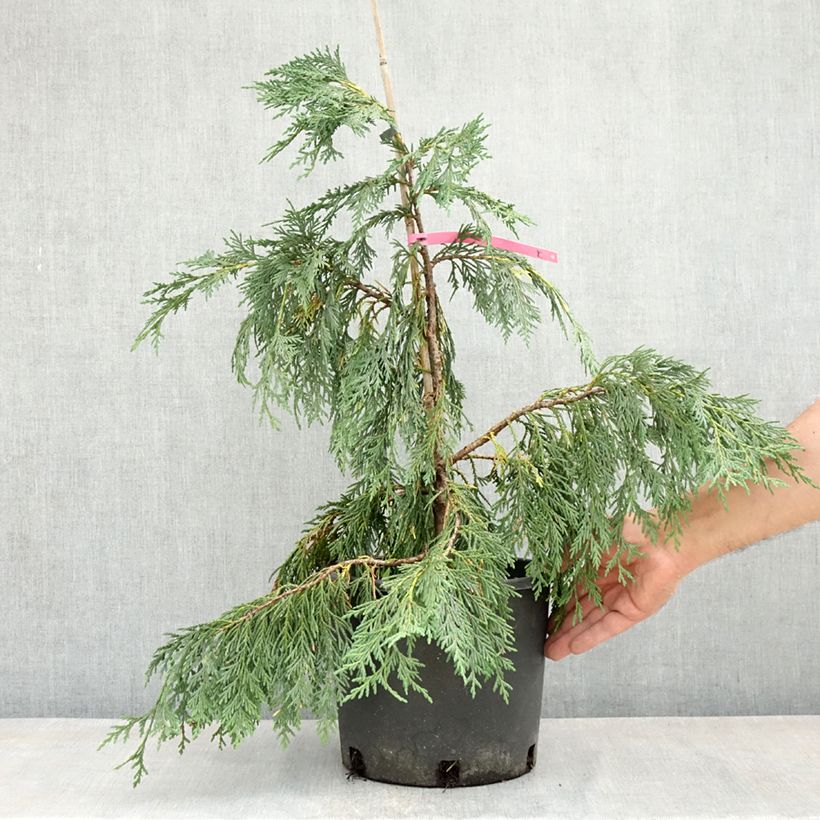 Chamaecyparis nootkatensis Pendula - Weeping Nootka Cypress 7.5L/10L pot sample as delivered in spring