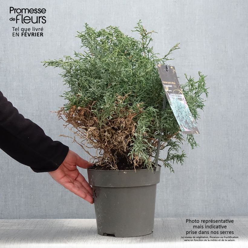 Chamaecyparis obtusa Lycopodioides - Hinoki Cypress 4L/5L pot sample as delivered in winter