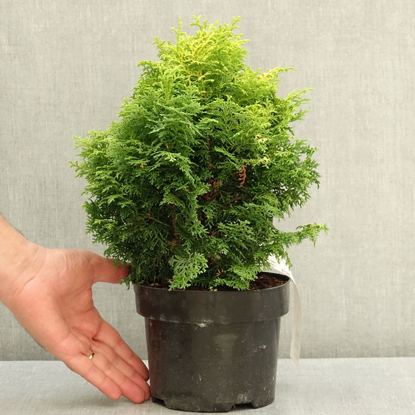 Chamaecyparis obtusa Melody - Hinoki Cypress 2L/3L pot sample as delivered in summer