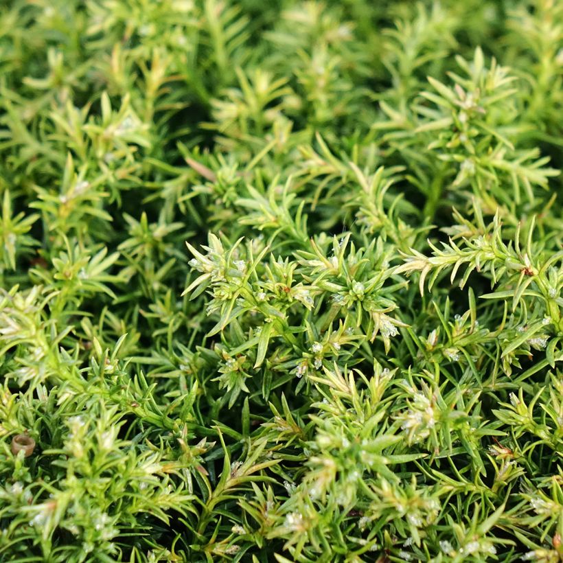 Chamaecyparis pisifera Cumulus - Sawara Cypress (Foliage)