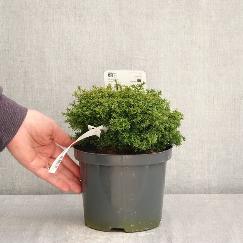Chamaecyparis pisifera Cumulus - Sawara Cypress 2L/3L pot sample as delivered in spring