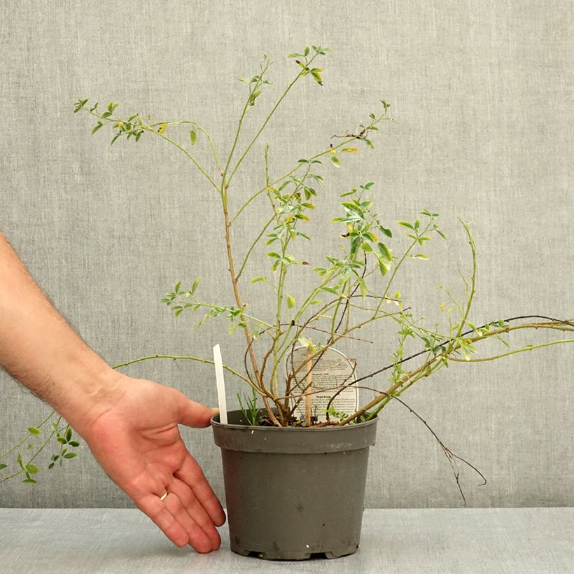Chamaecytisus purpureus 3L/4L pot sample as delivered in summer