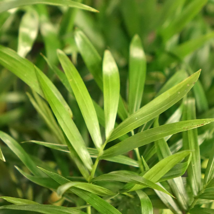 Chamaedorea elegans  - Palmier des montagnes, Palmier nain d'appartement (Foliage)