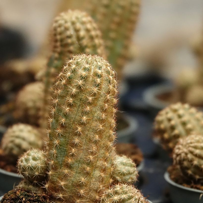 x Chamaelobivia Paolinae - Cactus (Foliage)
